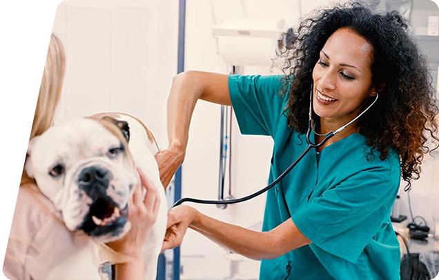 Veterinarian listening to a dog's heartbeat